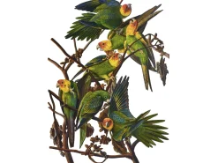 Liberty Puzzles Carolina Parakeet* Puzzles