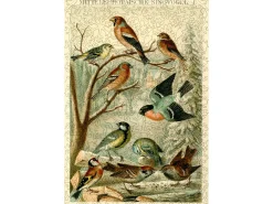 Liberty Puzzles Central European Songbirds* Puzzles