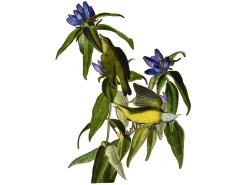 Liberty Puzzles Connecticut Warbler* Puzzles