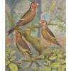 Liberty Puzzles Goldfinch and Canary Mule (Large Piece)* Puzzles
