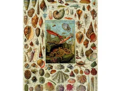 Liberty Puzzles Varieties of Molluscs* Puzzles
