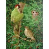 Liberty Puzzles Woodpecker, Owl and Thrush* Puzzles